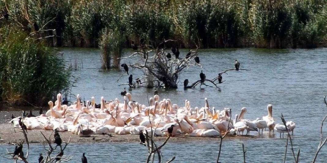 Deniz, doğa ve sakinlik… 3 büyükşehrin ortasında, herkesin rotasında: Genç yaşlı demeden akın ediyorlar! 3